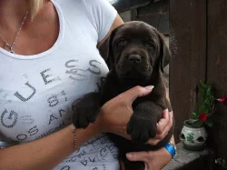 LABRADORSKÝ RETRÍVR - ŠTĚŇATA