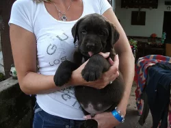 LABRADORSKÝ RETRÍVR - ŠTĚŇATA