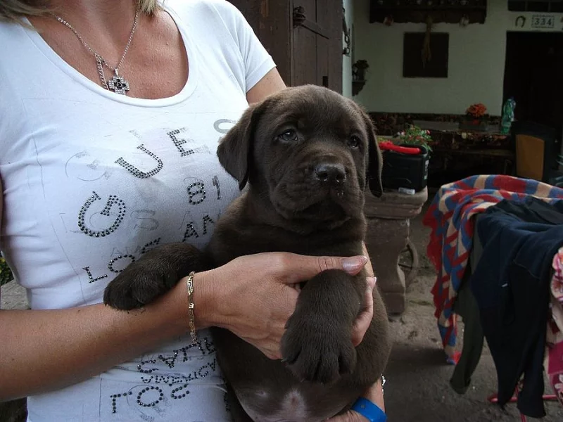 LABRADORSKÝ RETRÍVR - ŠTĚŇATA