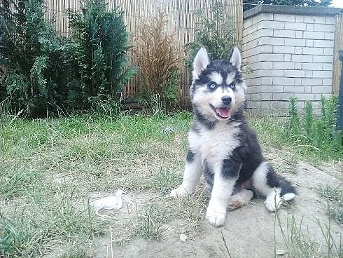 Sibiřský Husky