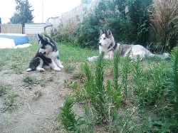 Sibiřský Husky
