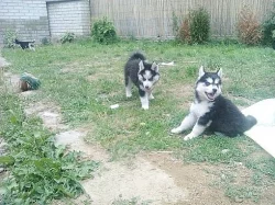 Sibiřský Husky