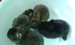 prodám zakrslé králíčky s Teddy genem
