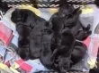 Labradorský retrívr - štěňata