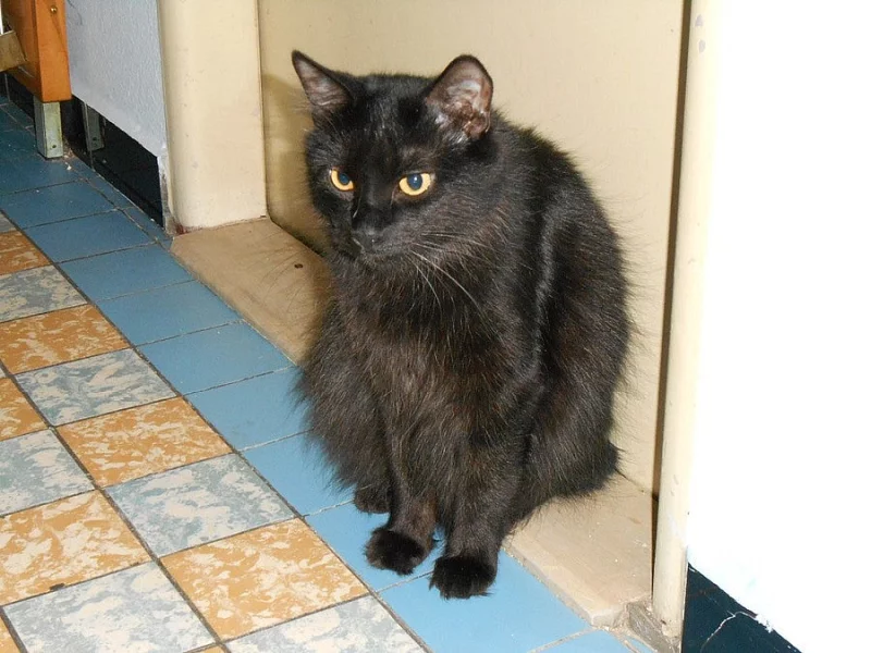 Kurilský bobtail s PP - Vysočina