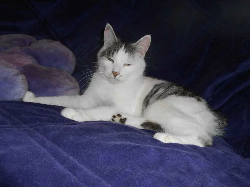 Kurilský bobtail + PP - Vysočina