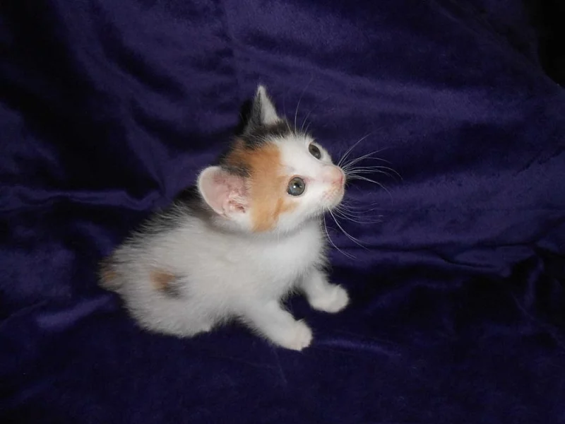 Kurilský bobtail (koťátko) PP - Vysočina