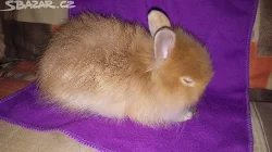 Prodám zakrslé králíky s teddy genem