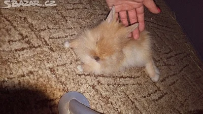 Prodám zakrslé králíky s teddy genem