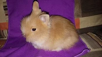 Prodám zakrslé králíky s teddy genem