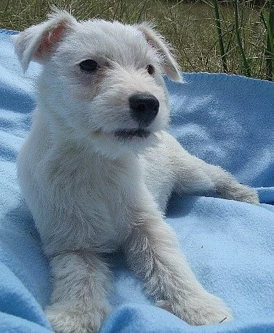 Jack Russell bez PP