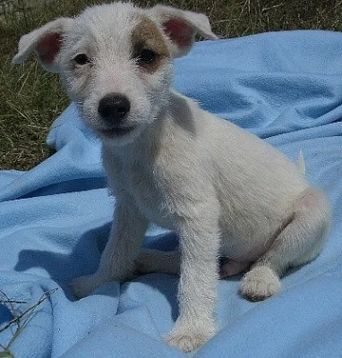 Jack Russell bez PP