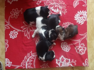 Prodám Shih-tzu
