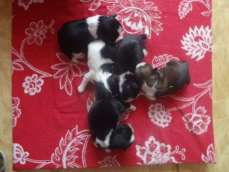 Prodám Shih-tzu
