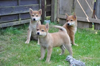 Shiba-inu
