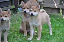Shiba-inu