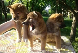 Shiba-inu