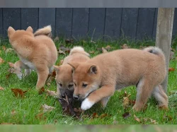 Shiba-inu