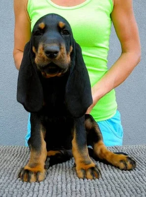 CHS nabízí štěňata plemene Black and Tan Coonhound s PP