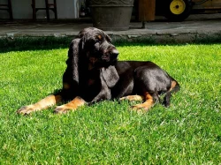 CHS nabízí štěňata plemene Black and Tan Coonhound s PP
