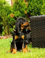 CHS nabízí štěňata plemene Black and Tan Coonhound s PP