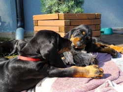 CHS nabízí štěňata plemene Black and Tan Coonhound s PP