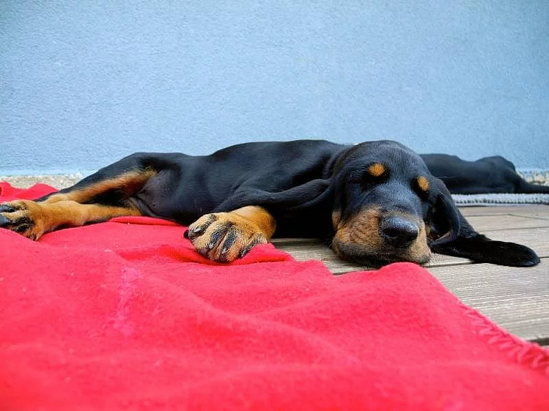 CHS nabízí štěňata plemene Black and Tan Coonhound s PP