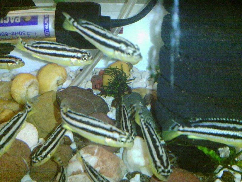TLAMOVEC PESTRY-Melanochromis Auratus