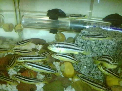 TLAMOVEC PESTRY-Melanochromis Auratus