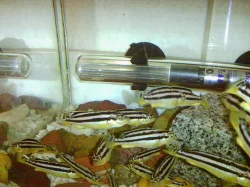 TLAMOVEC PESTRY-Melanochromis Auratus