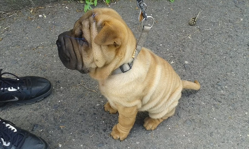 Sharpei