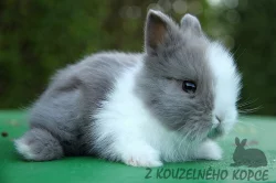 Teddy miminka s VP - doprava možná po celé ČR