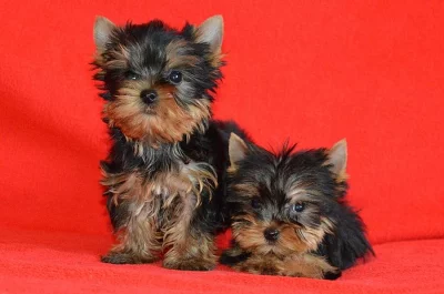 Jorkšírský teriér s PP