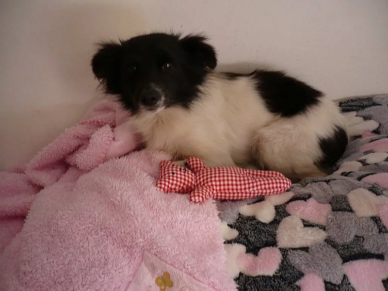 Kříženec - darujeme 2 letou milou