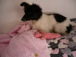 Kříženec - darujeme 2 letou milou