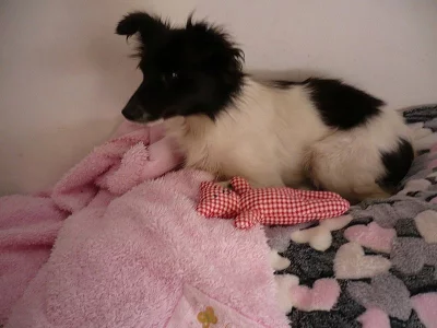 Kříženec - darujeme 2 letou milou