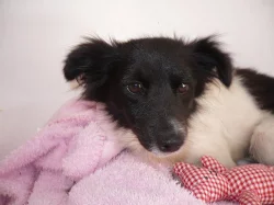 Kříženec - darujeme 2 letou milou