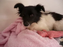 Kříženec - darujeme 2 letou milou