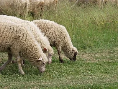 Prodám ovce domácí