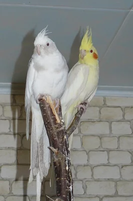 Korela chocholatá - dva chovné páry na prodej