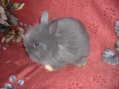 Prodám 2 samičky zakrslých teddy králíčků