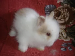 Prodám 2 samičky zakrslých teddy králíčků