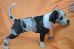 Catahoula-Louisiánský leopardí pes-atraktivní štěňata