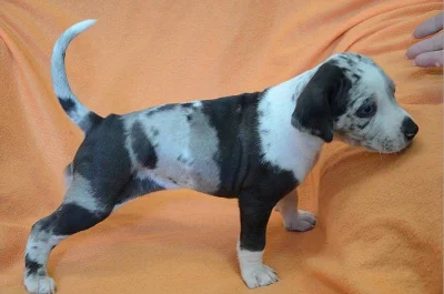 Catahoula-Louisiánský leopardí pes-atraktivní štěňata