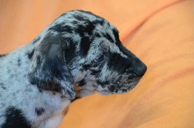 Catahoula-Louisiánský leopardí pes-atraktivní štěňata