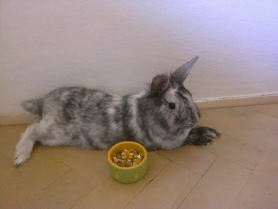 DARUJI ZAKRSLÉHO KRÁLÍČKA