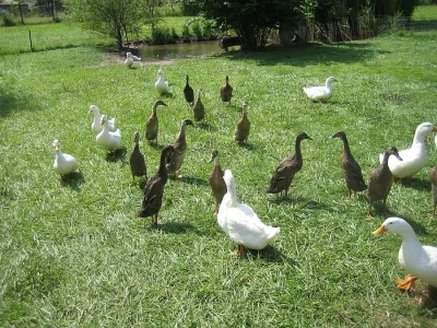 Indický běžěc
