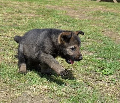 tmavě vlkošedá fenečka NO