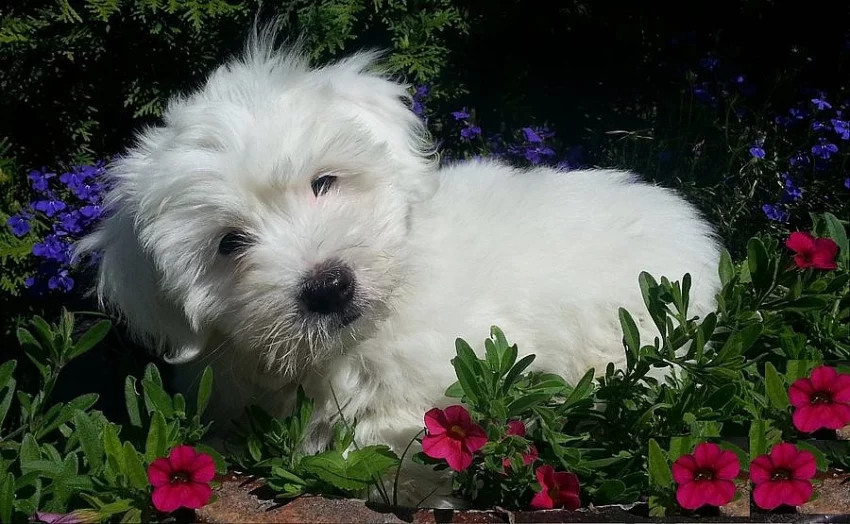 Štěně Coton de Tulear
