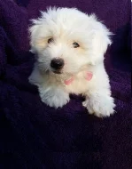 Štěně Coton de Tulear